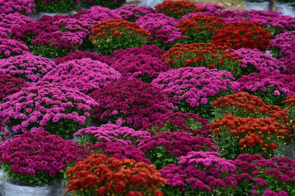 Entretien, réparation et rénovation de piscine : guide complet pour un espace parfait