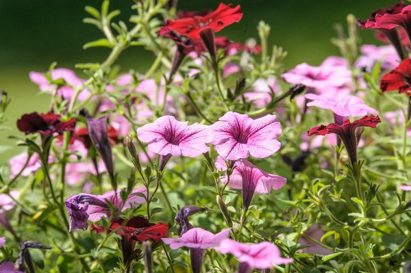Charpentier à Annecy : des solutions sur mesure pour votre toit